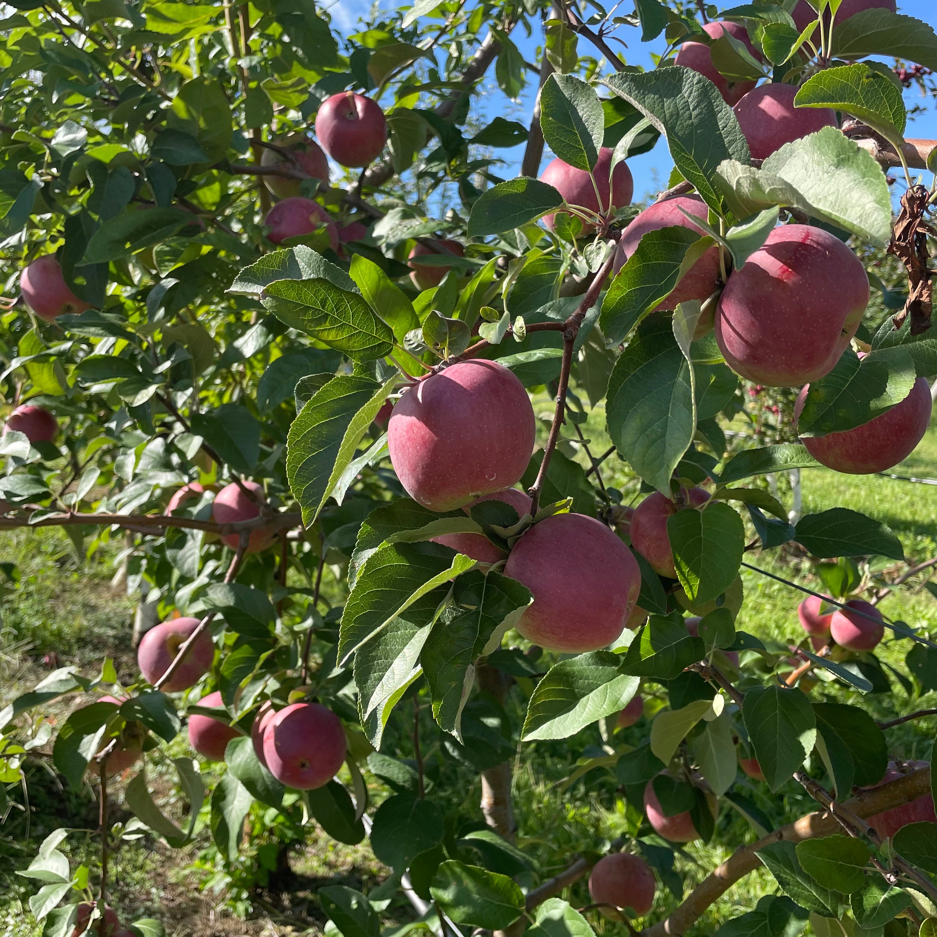 Liberty Apple Tree – Morse Nursery