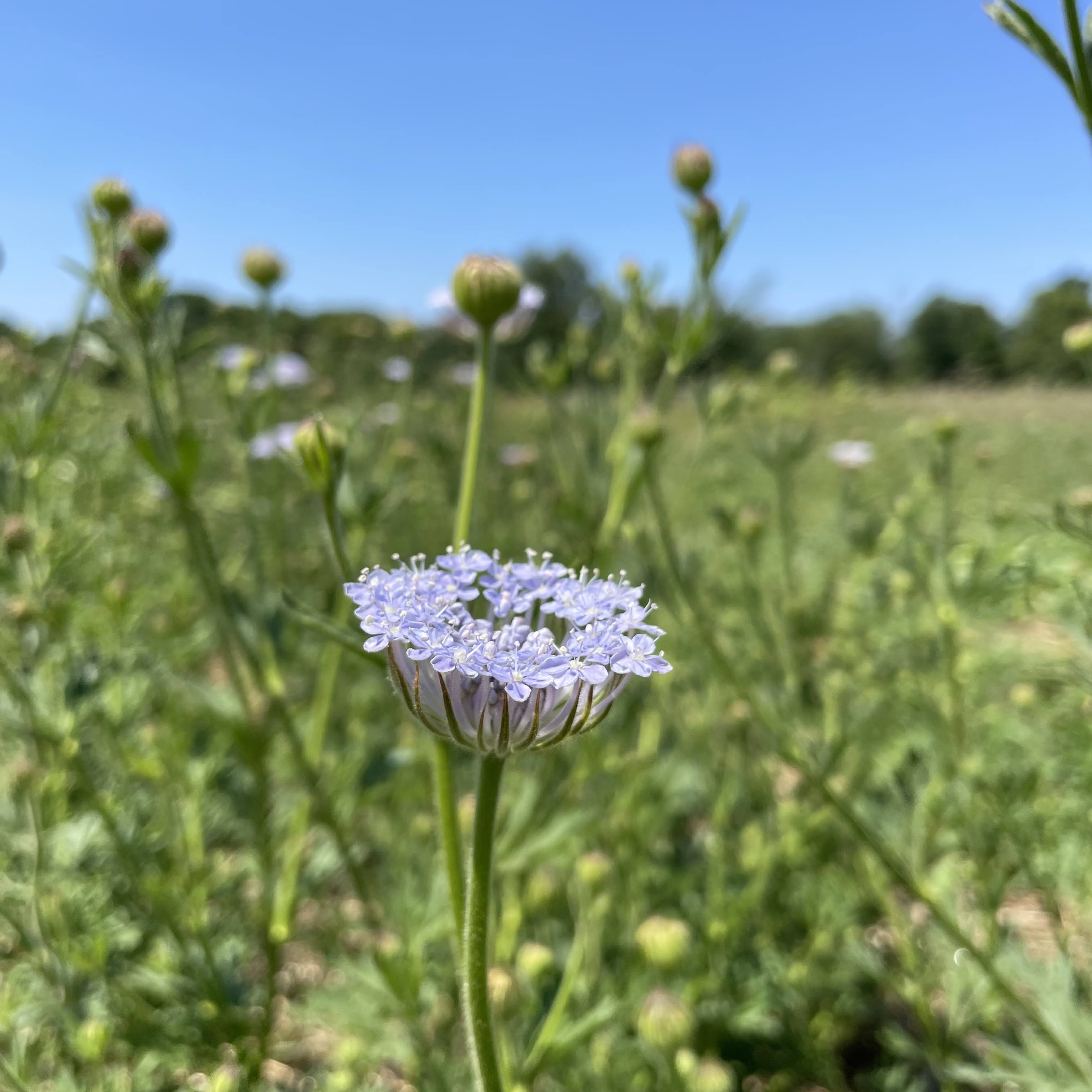 Didiscus Lace Flower Mix