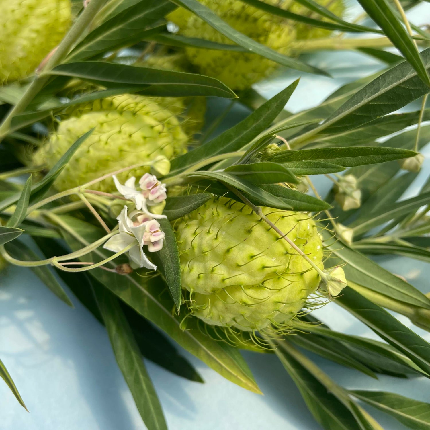 Hairy Balls Milkweed (Gomphocarpus)