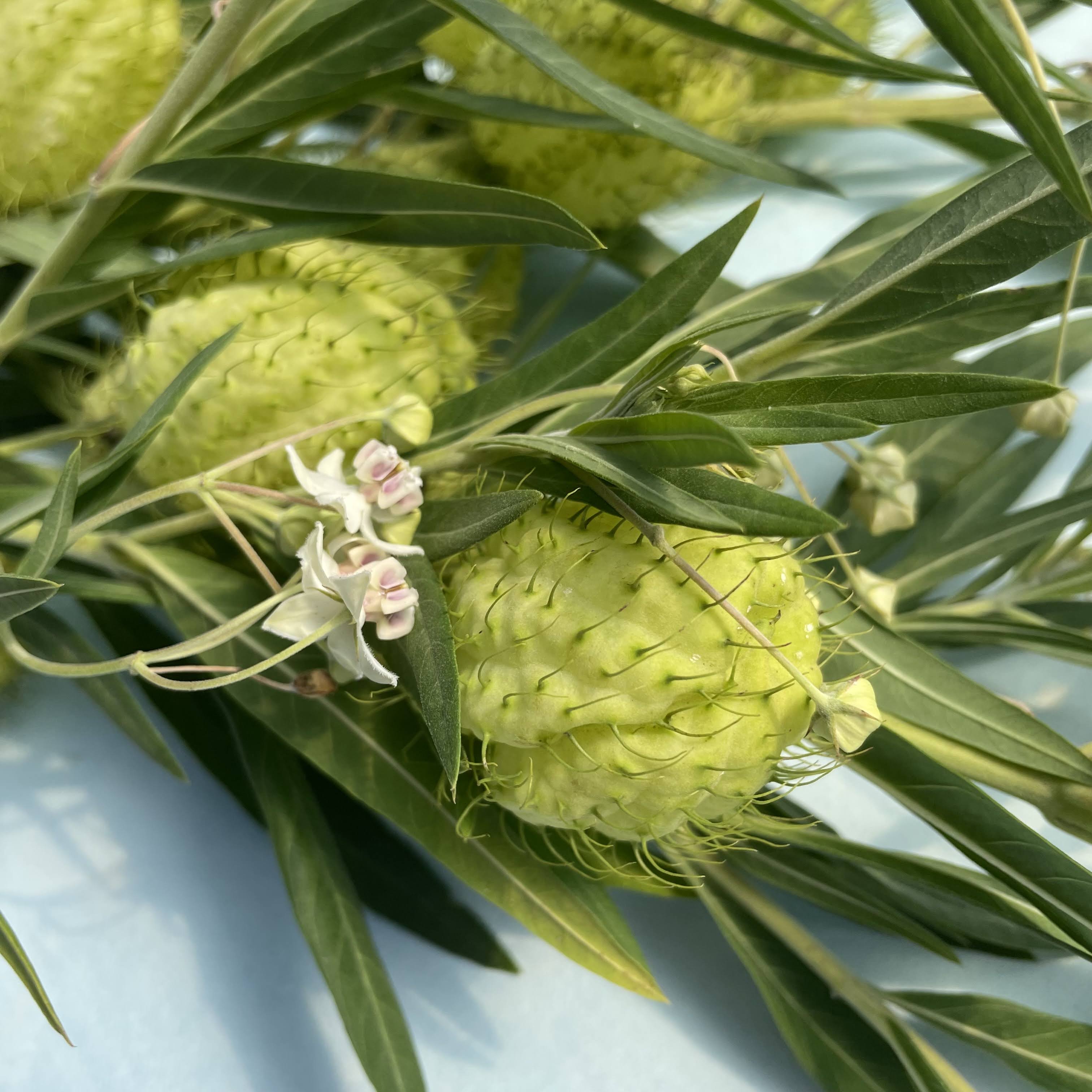 Hairy Balls Milkweed (Gomphocarpus)