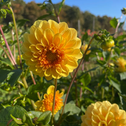 Golden Scepter Dahlia Tuber