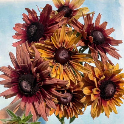 rudbeckia flower seeds Caramel Mix Rudbeckia 90 Seeds