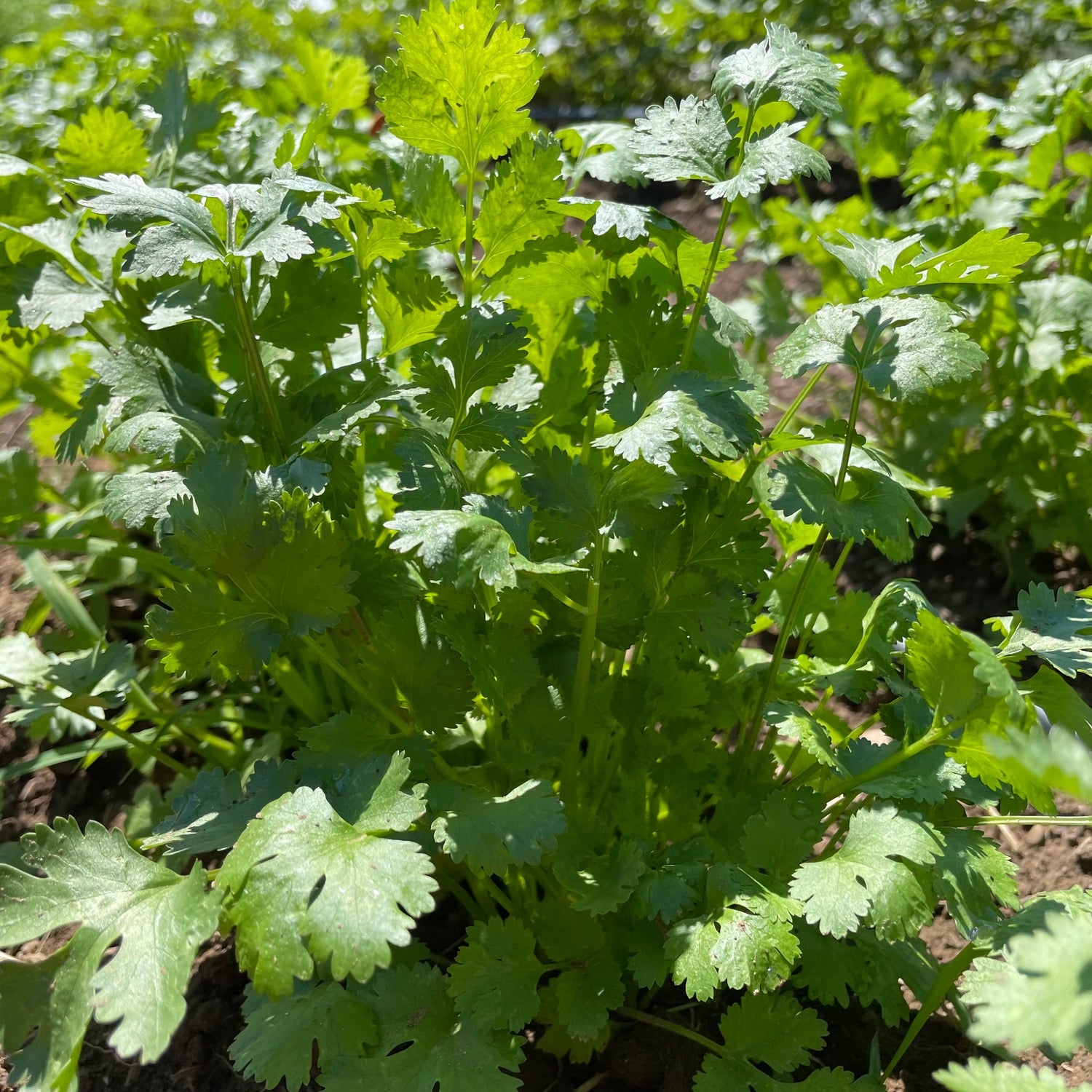 Caribe Cilantro Seedlings