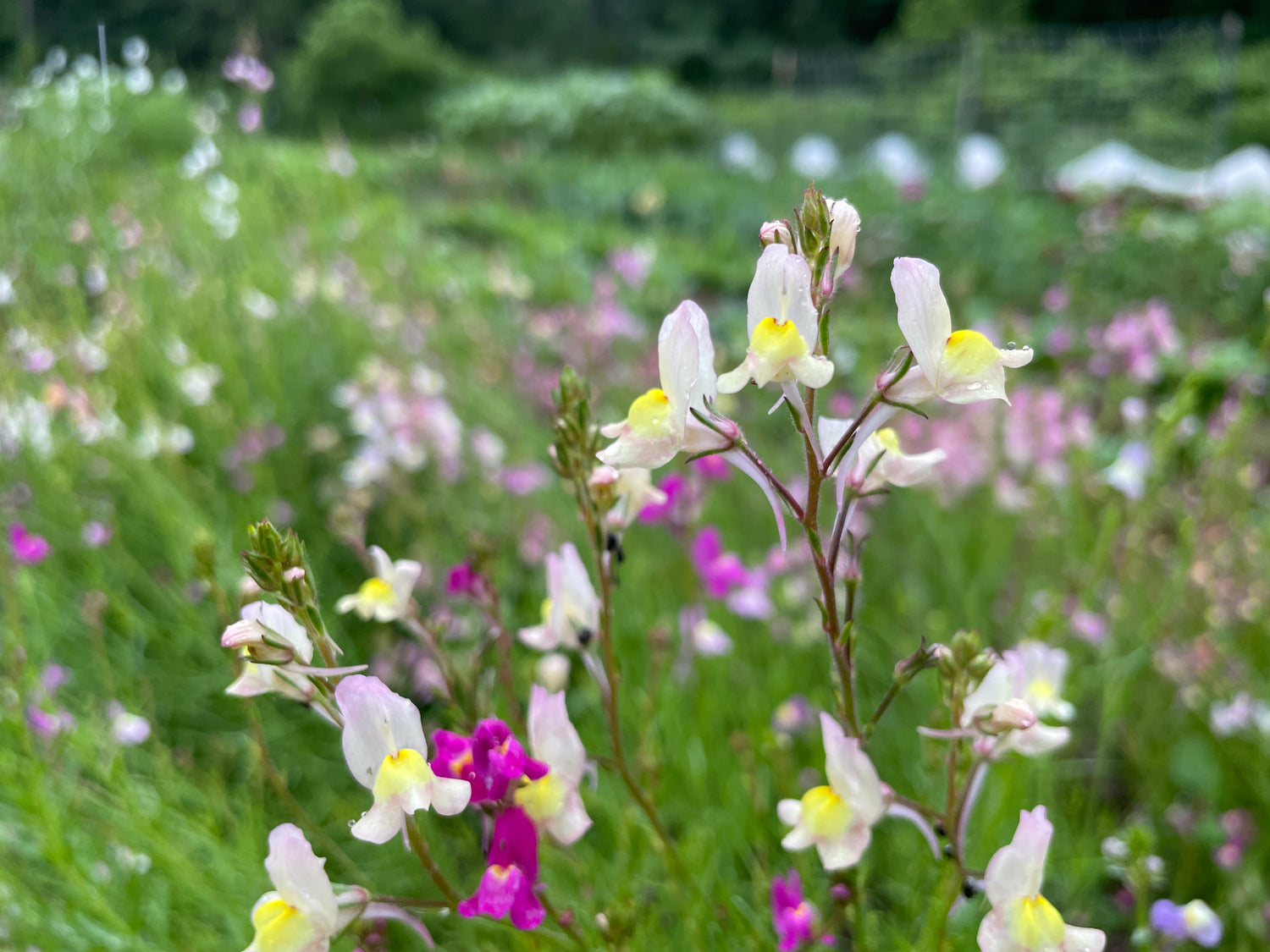 Northern Lights Linaria