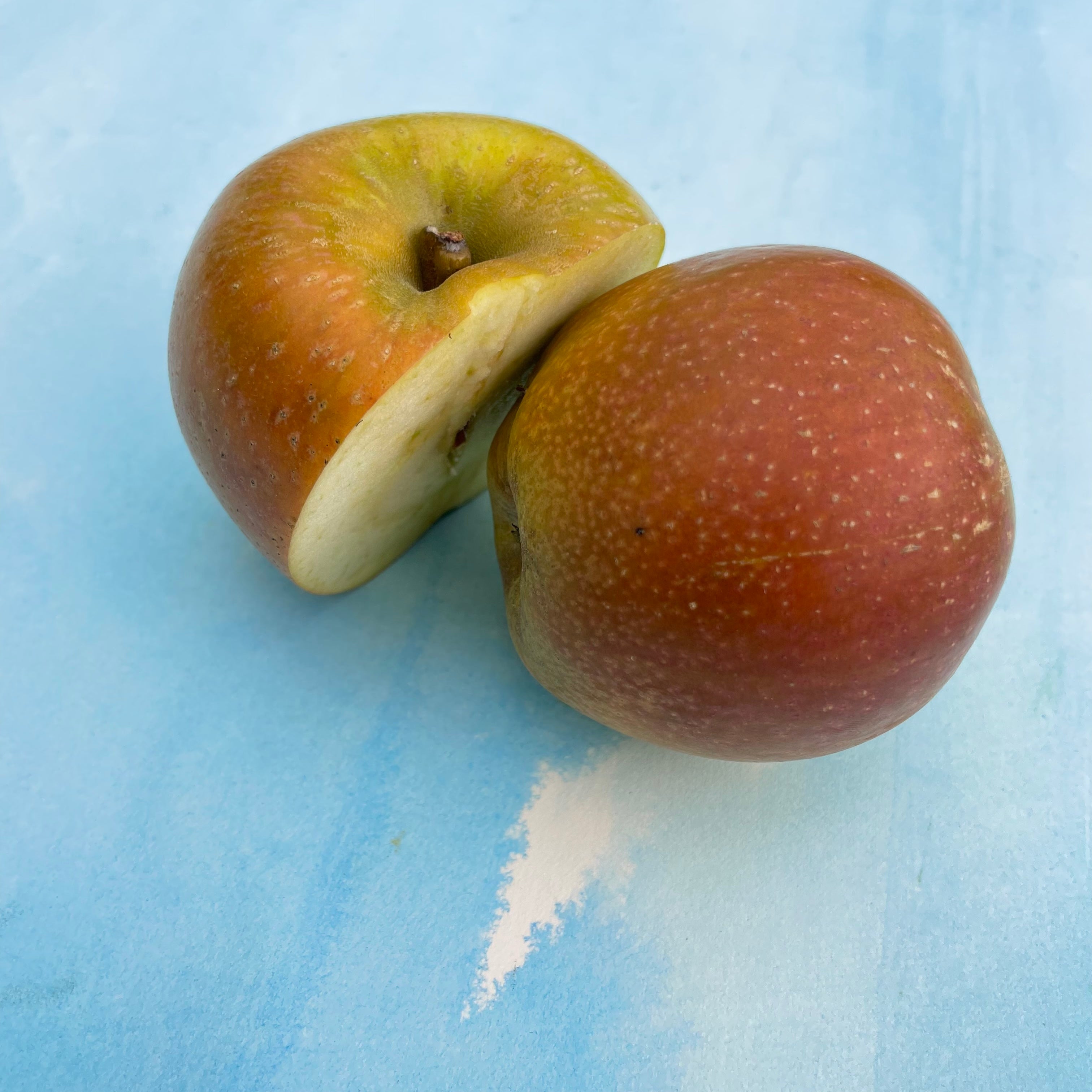 Esopus Spitzenberg Apple Tree Organic – Hudson Valley Seed Company