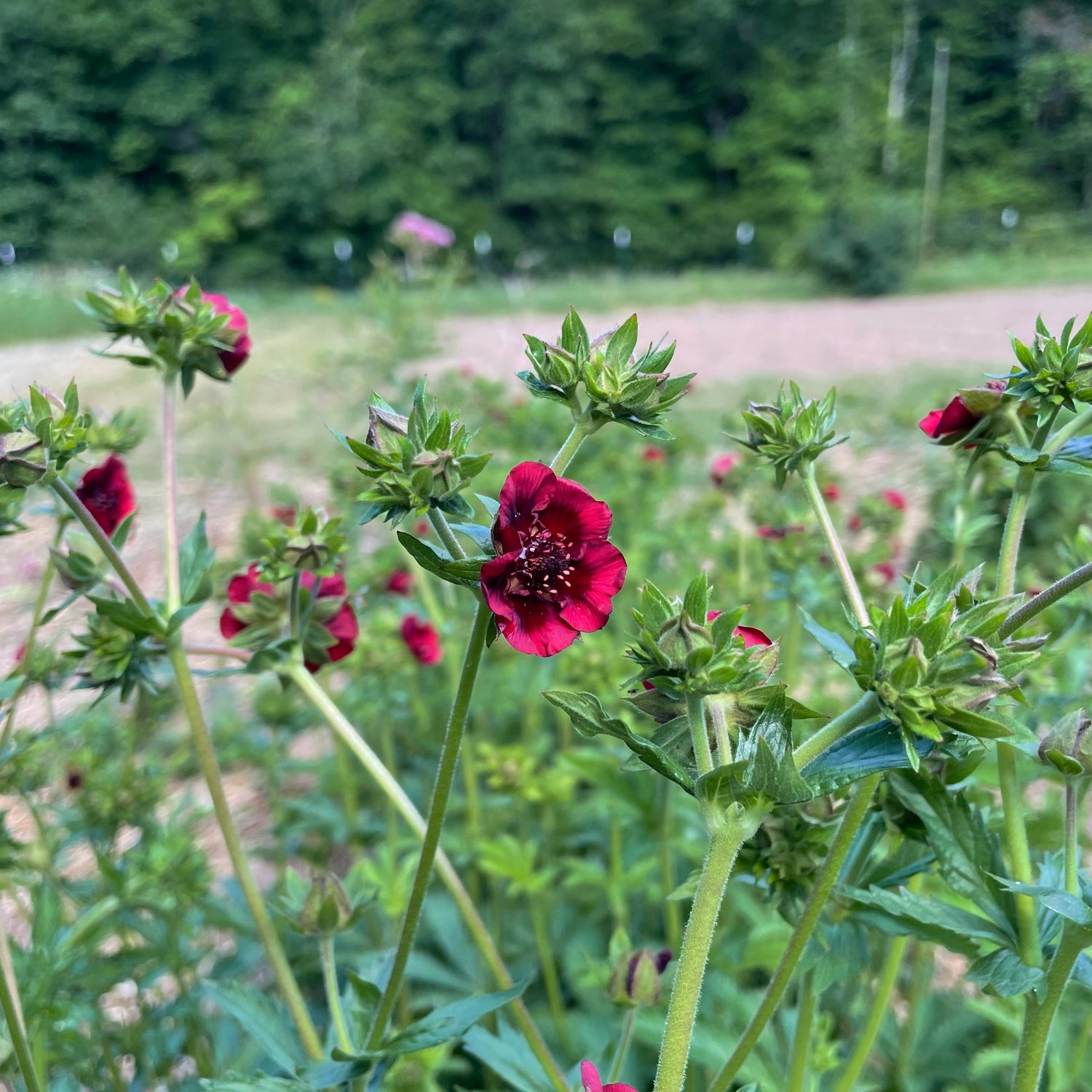 Scarlet Cinquefoil