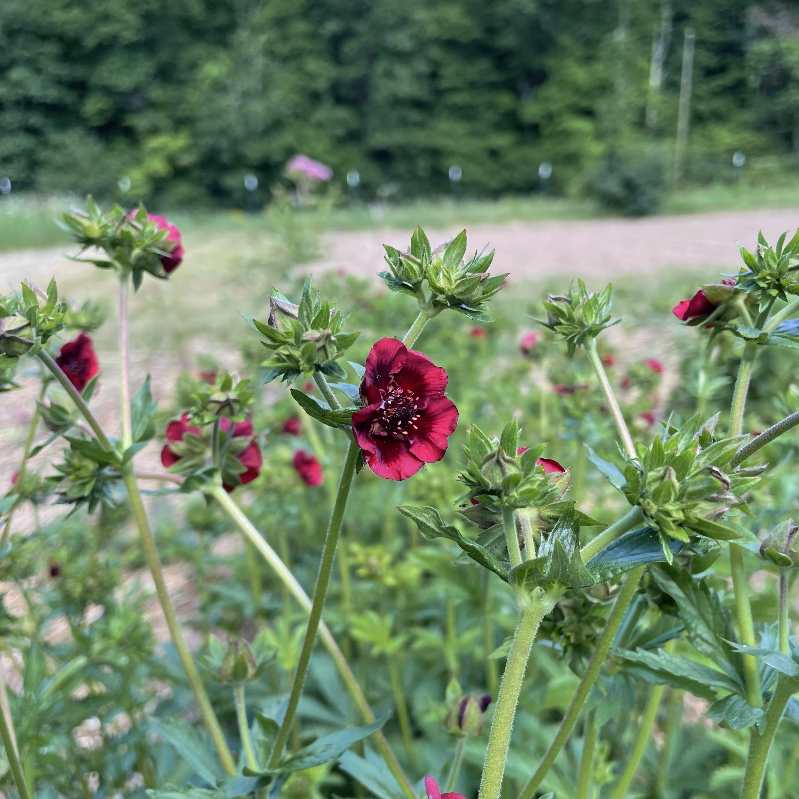 Scarlet Cinquefoil