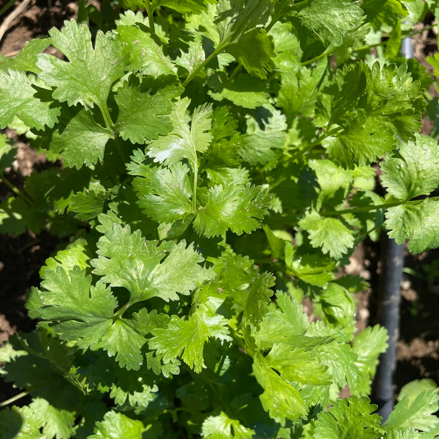 Caribe Cilantro Seedlings