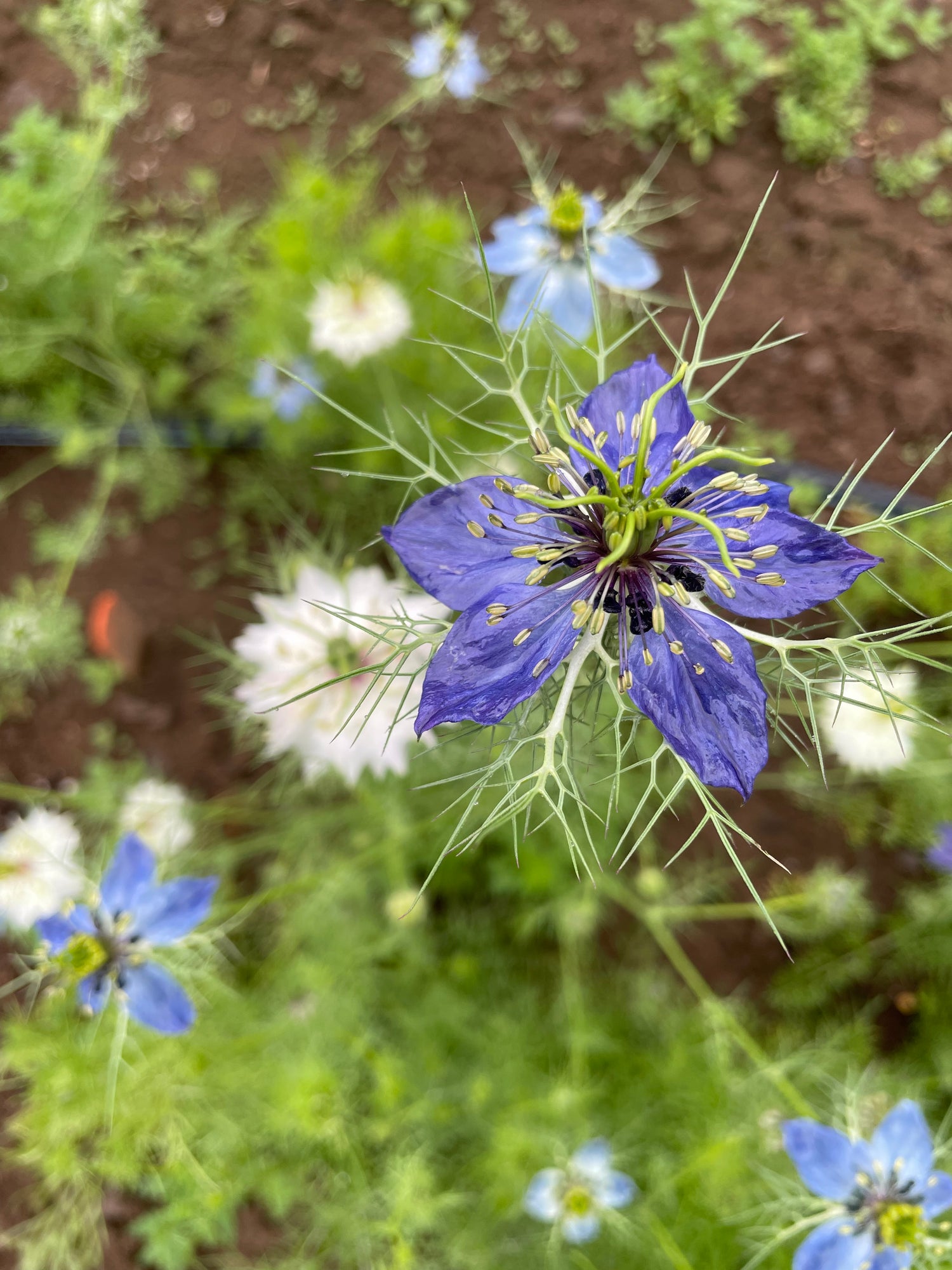 Love in a Mist