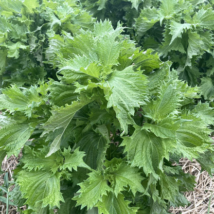 Ao Shiso