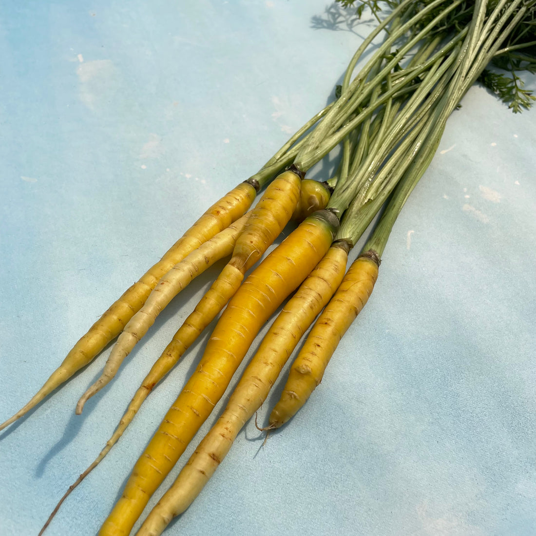 Yellowstone Carrot