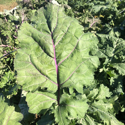 All Stars Kale vendor-unknown