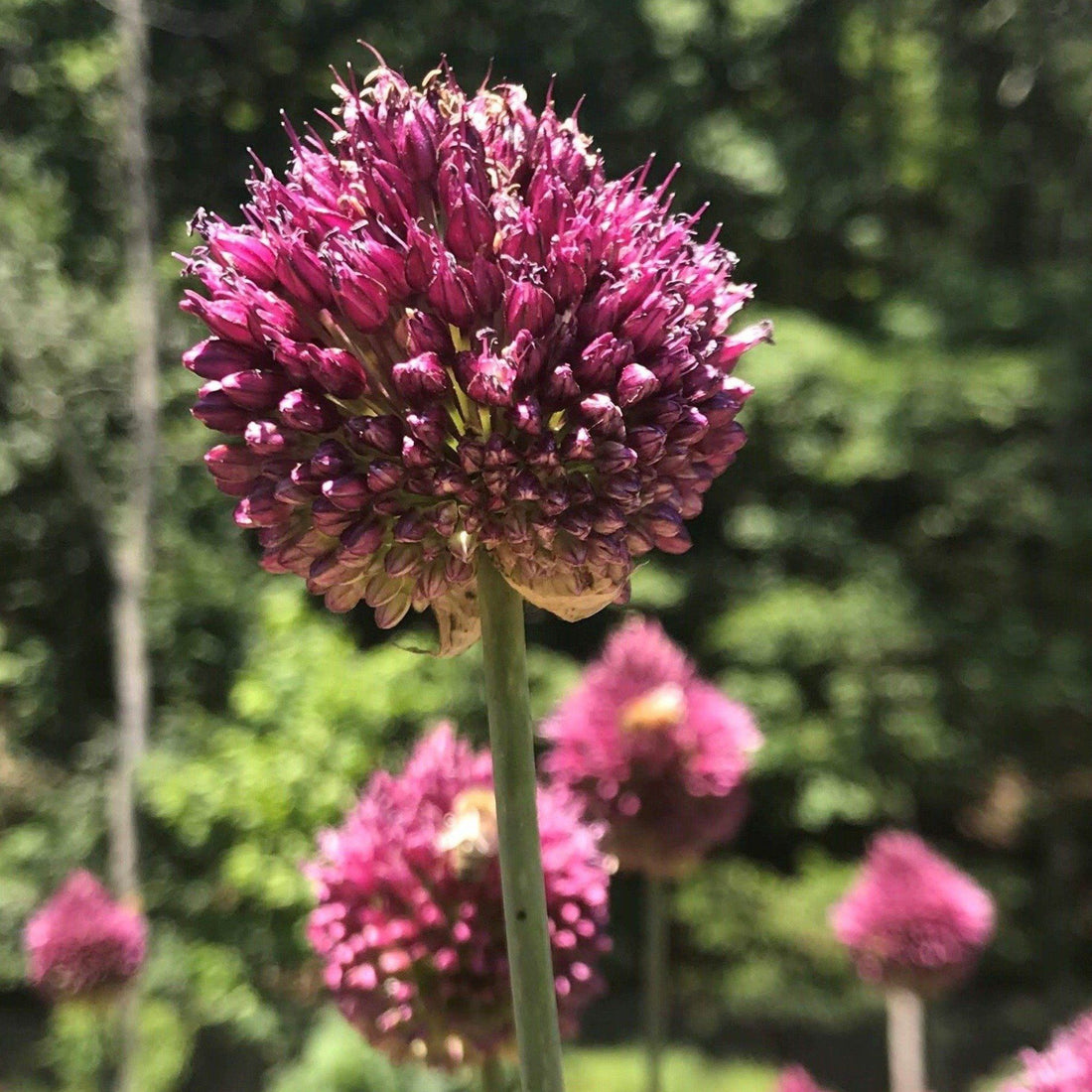 Allium &quot;Drumstick&quot; vendor-unknown