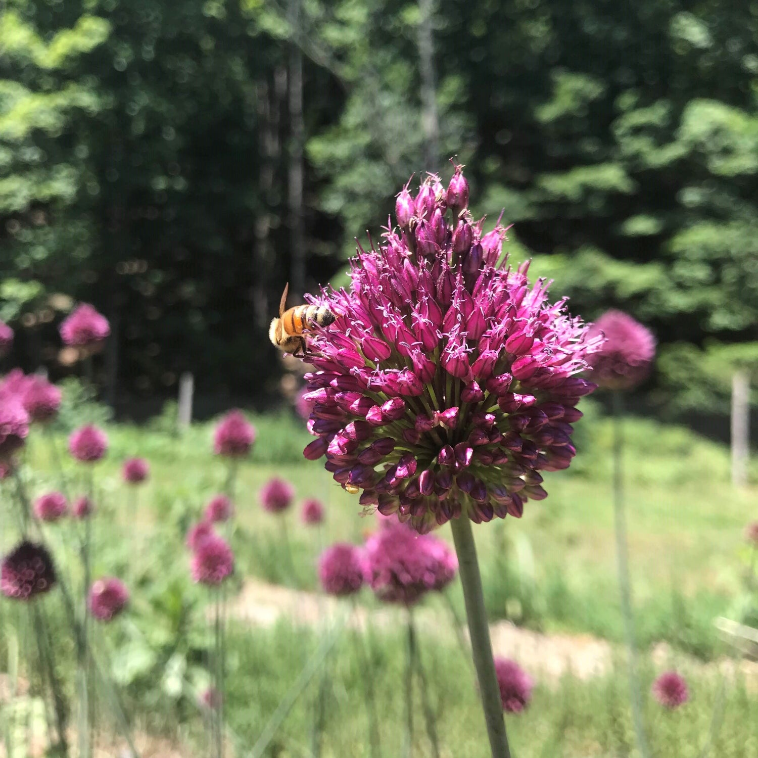 Allium &quot;Drumstick&quot; vendor-unknown