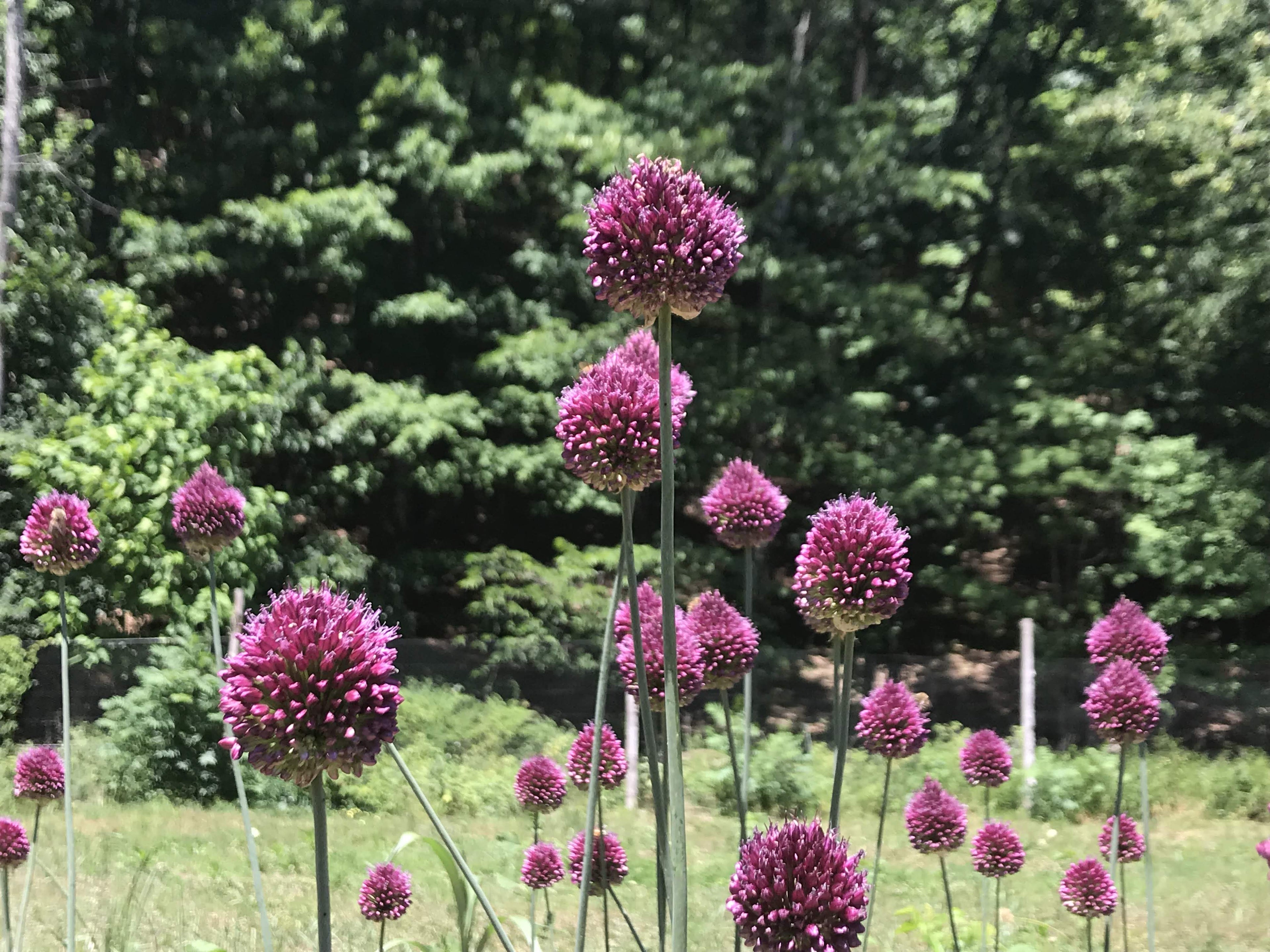 Allium &quot;Drumstick&quot; vendor-unknown