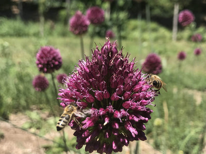 Allium &quot;Drumstick&quot; vendor-unknown