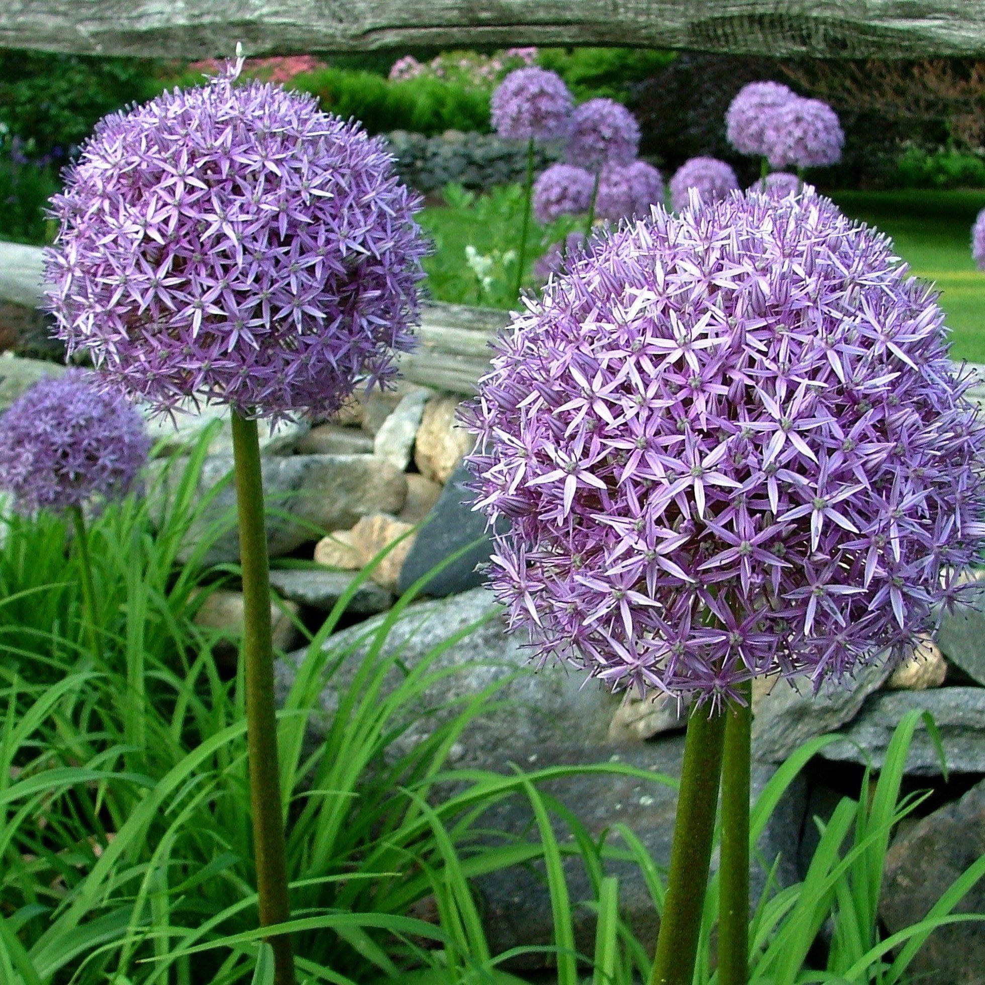 Allium &quot;Globemaster&quot; vendor-unknown