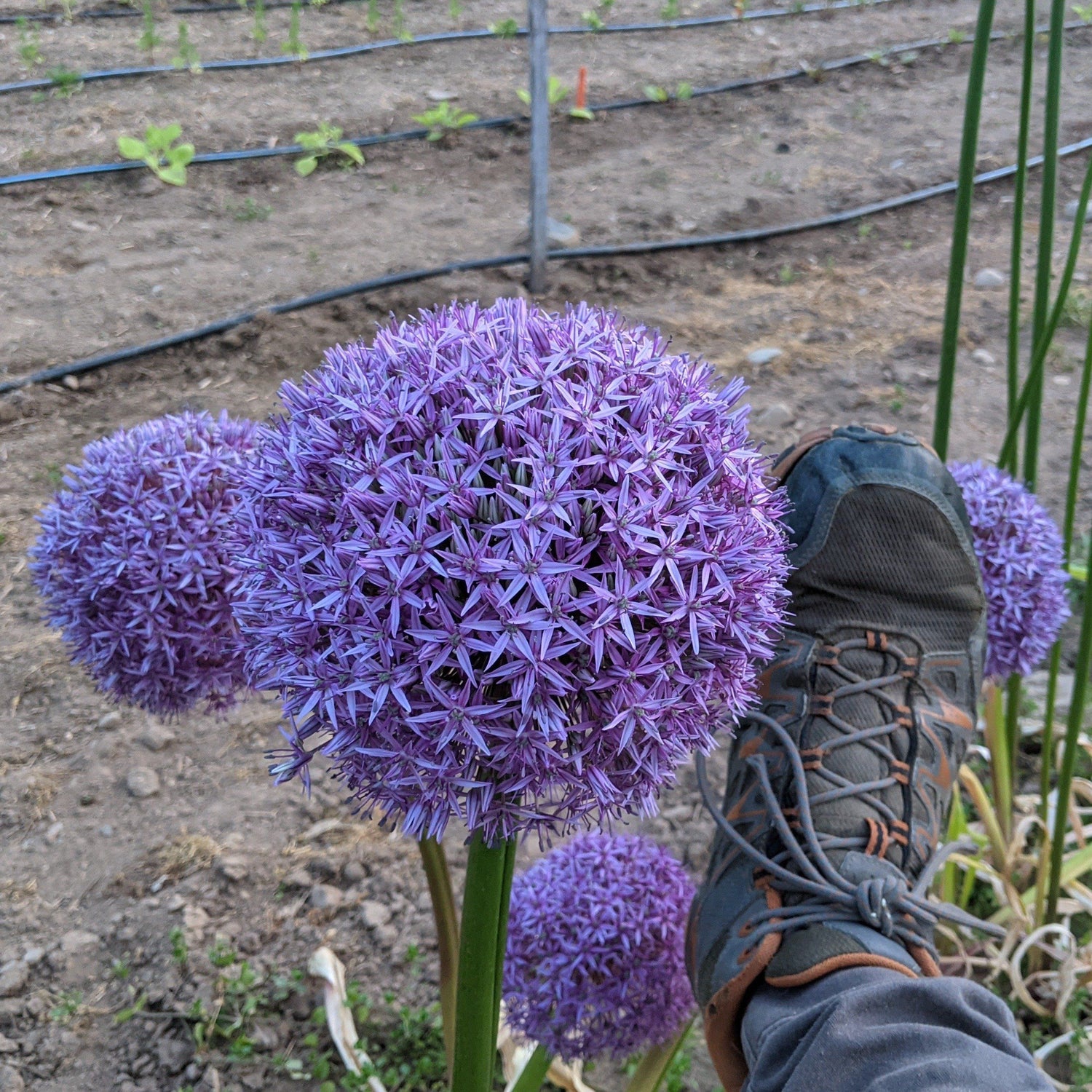 Allium &quot;Globemaster&quot; vendor-unknown