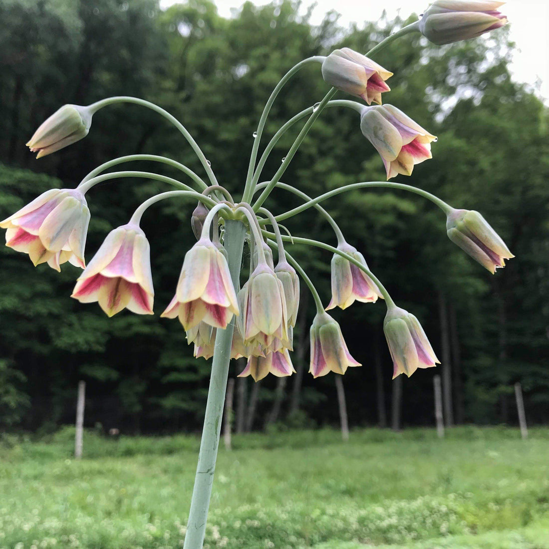 Allium &quot;Sicilian Honey Lily&quot; vendor-unknown