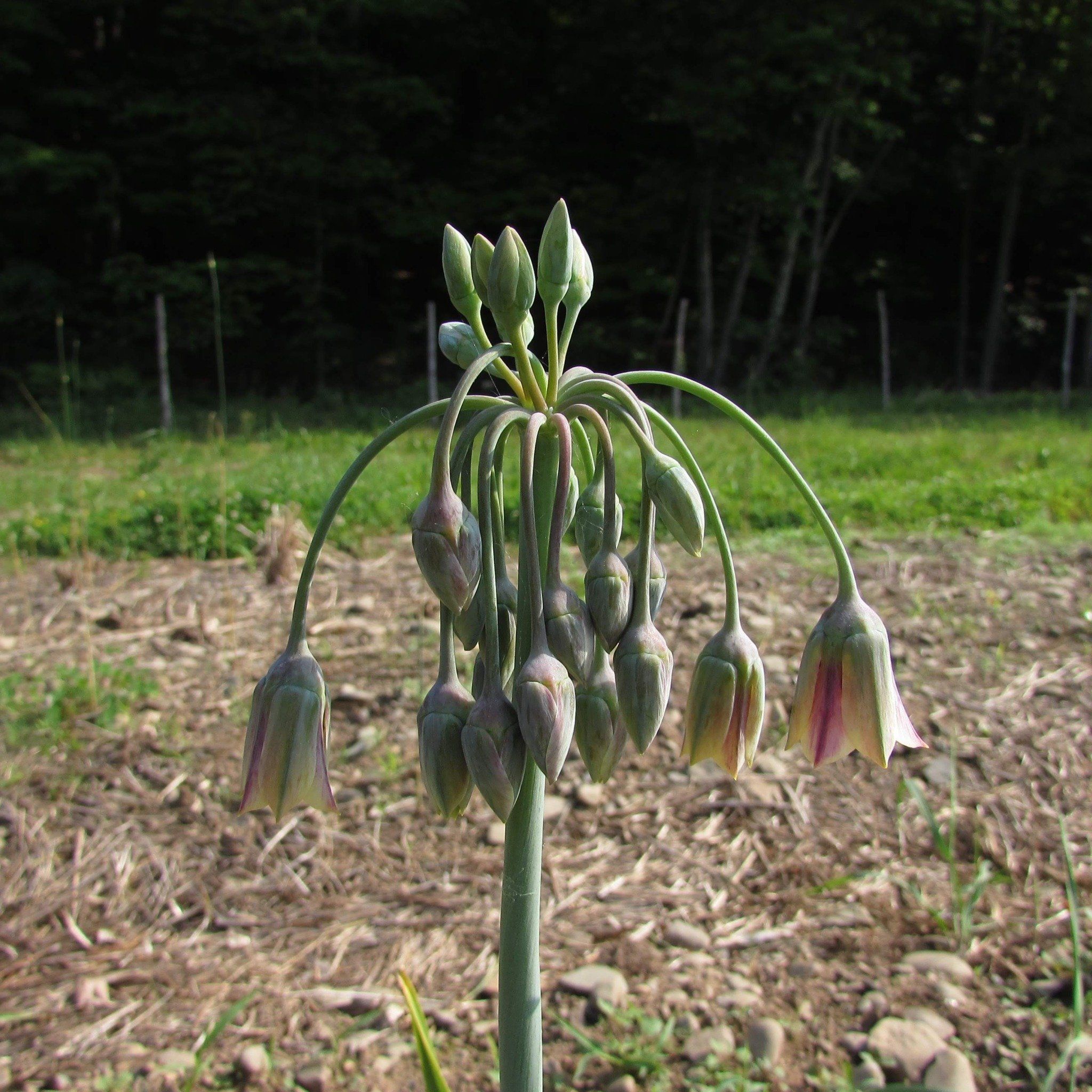 Allium &quot;Sicilian Honey Lily&quot; vendor-unknown