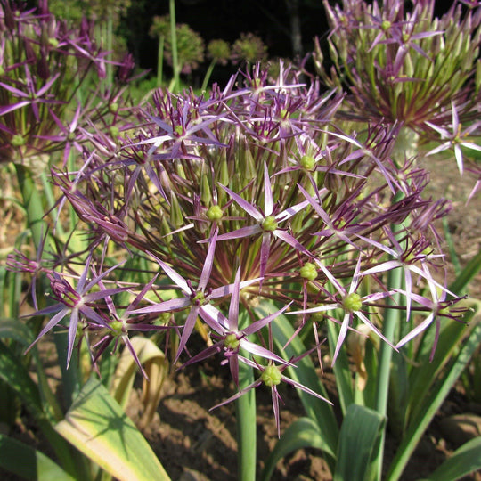 Allium 