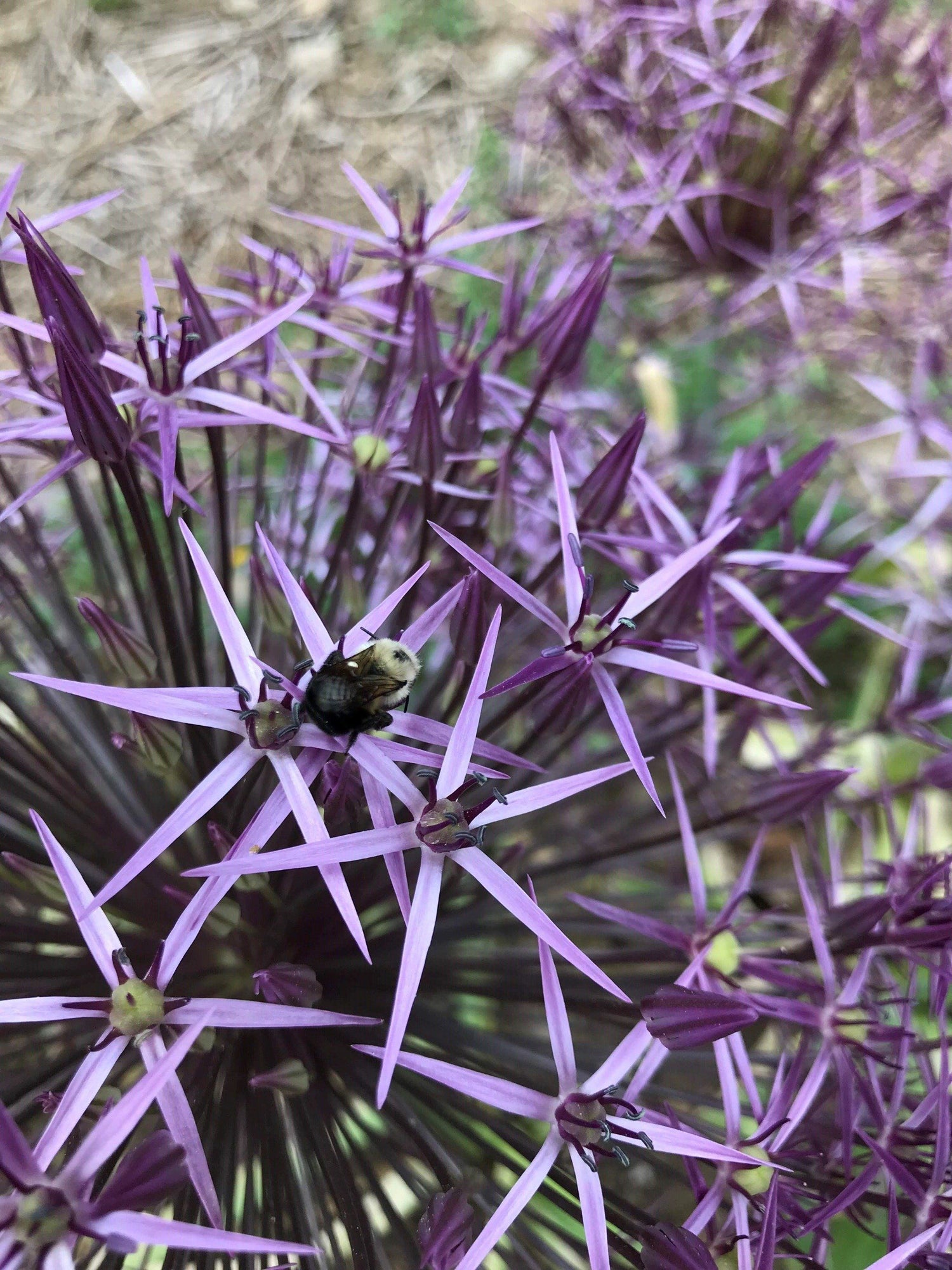 Allium &quot;Star of Persia&quot; vendor-unknown