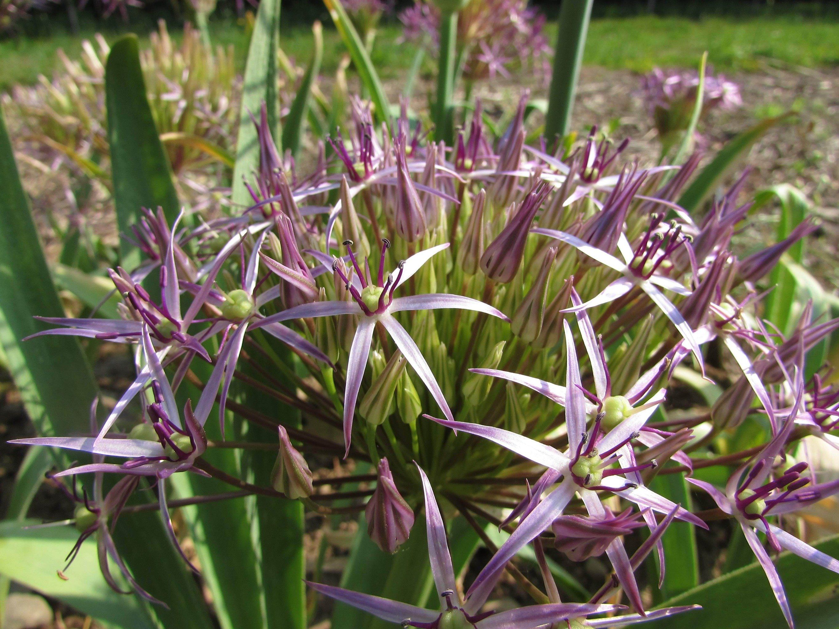 Allium &quot;Star of Persia&quot; vendor-unknown