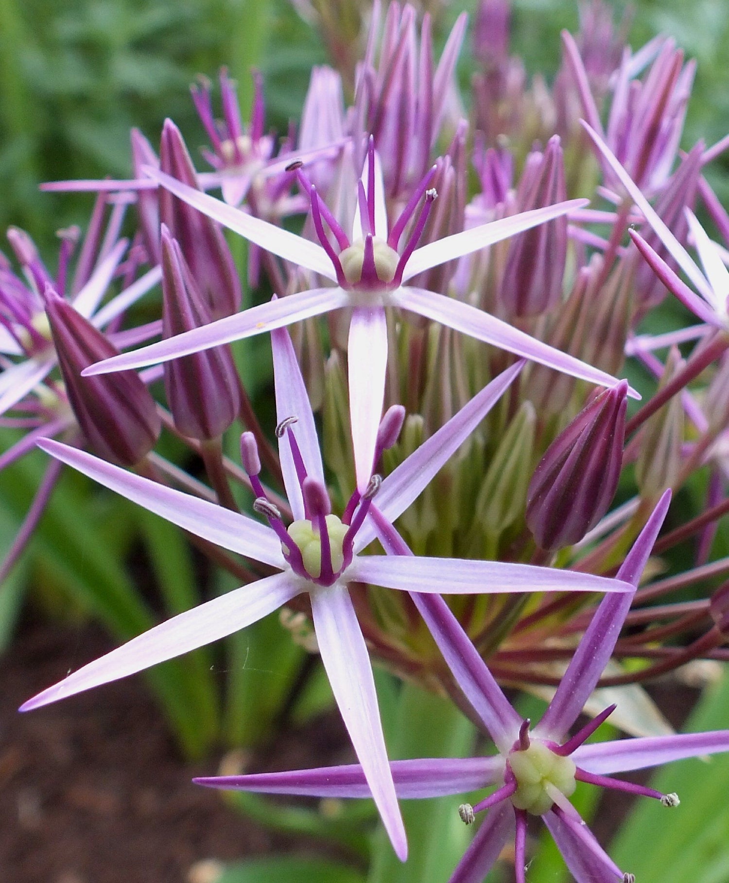 Allium &quot;Star of Persia&quot; vendor-unknown