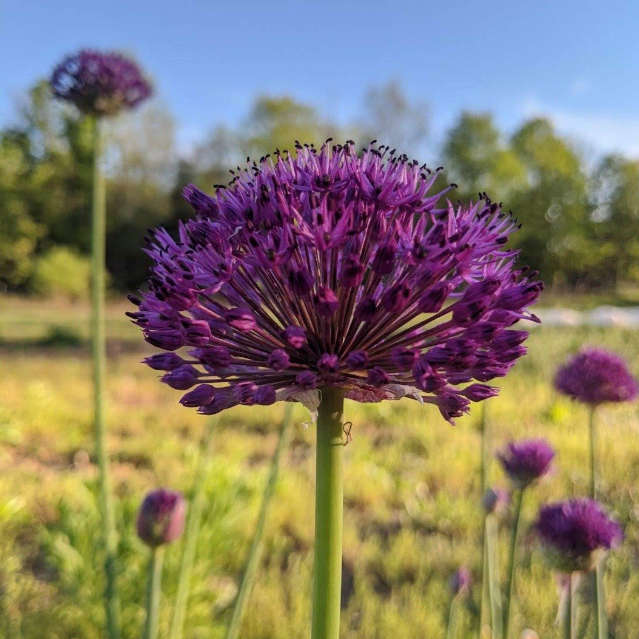 Allium aflatunense &quot;Purple Sensation&quot; vendor-unknown