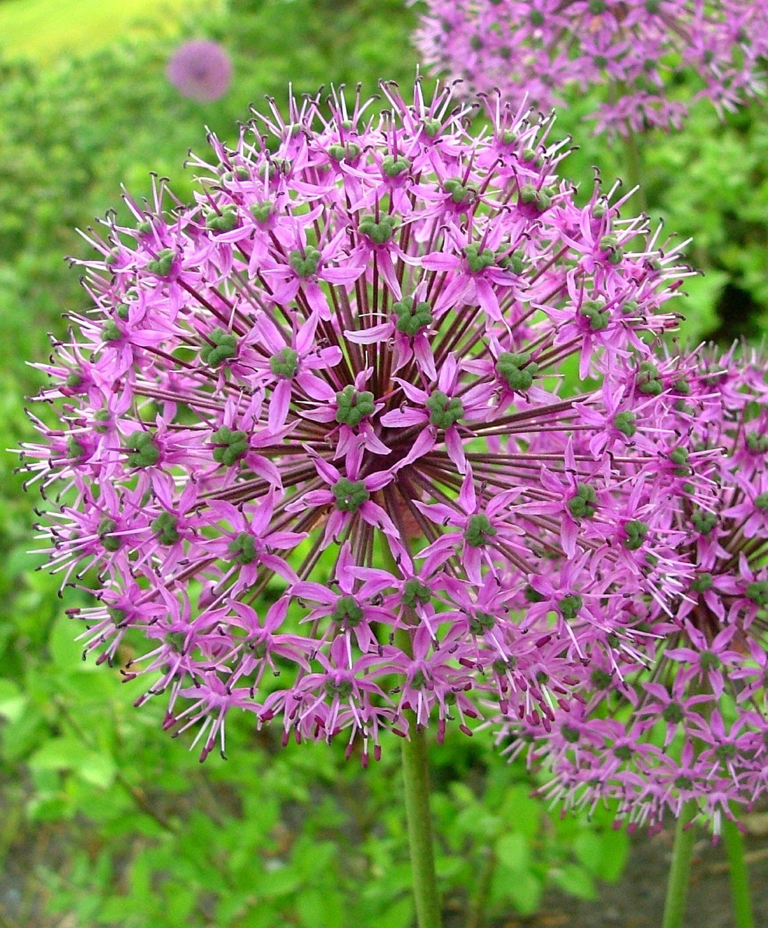 Allium aflatunense &quot;Purple Sensation&quot; vendor-unknown