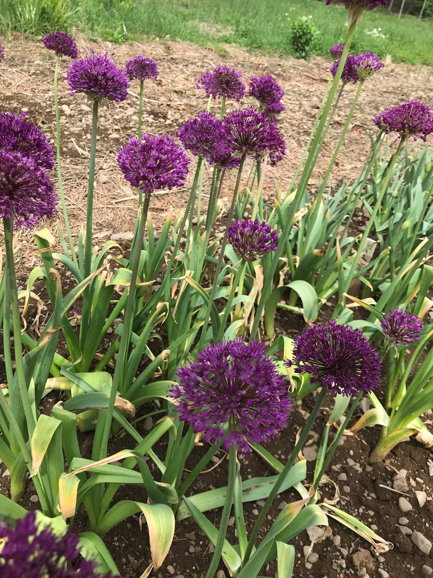 Allium aflatunense &quot;Purple Sensation&quot; vendor-unknown