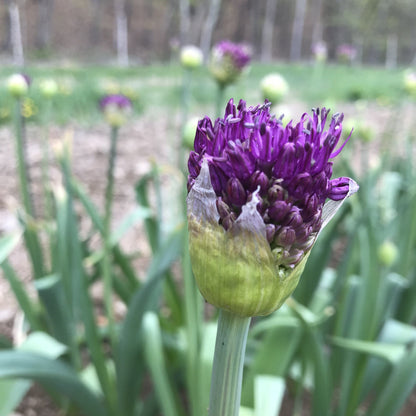 Allium aflatunense &quot;Purple Sensation&quot; vendor-unknown