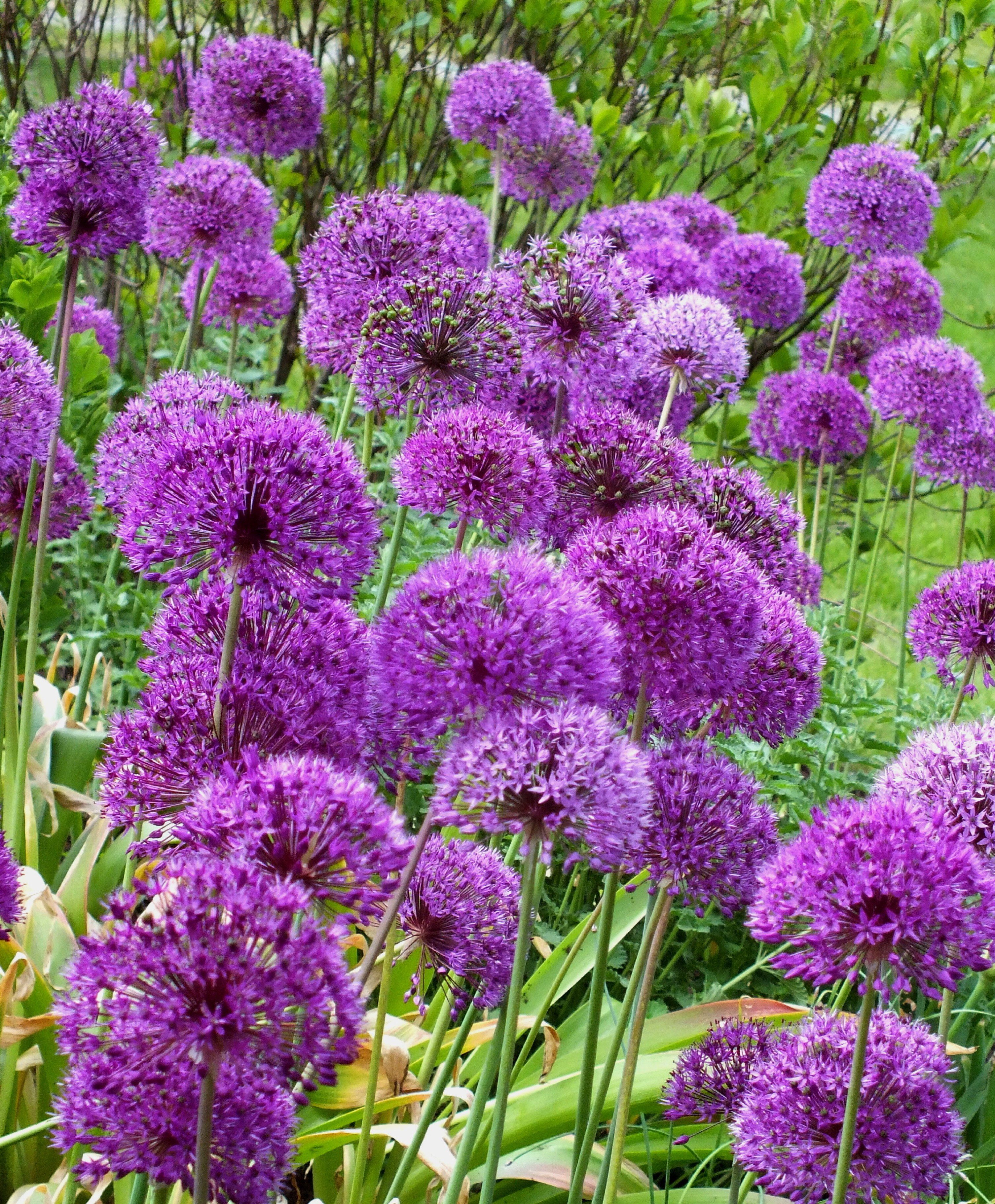 Allium aflatunense &quot;Purple Sensation&quot; vendor-unknown