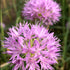 Allium carolinianum "Rosy Beauty" vendor-unknown