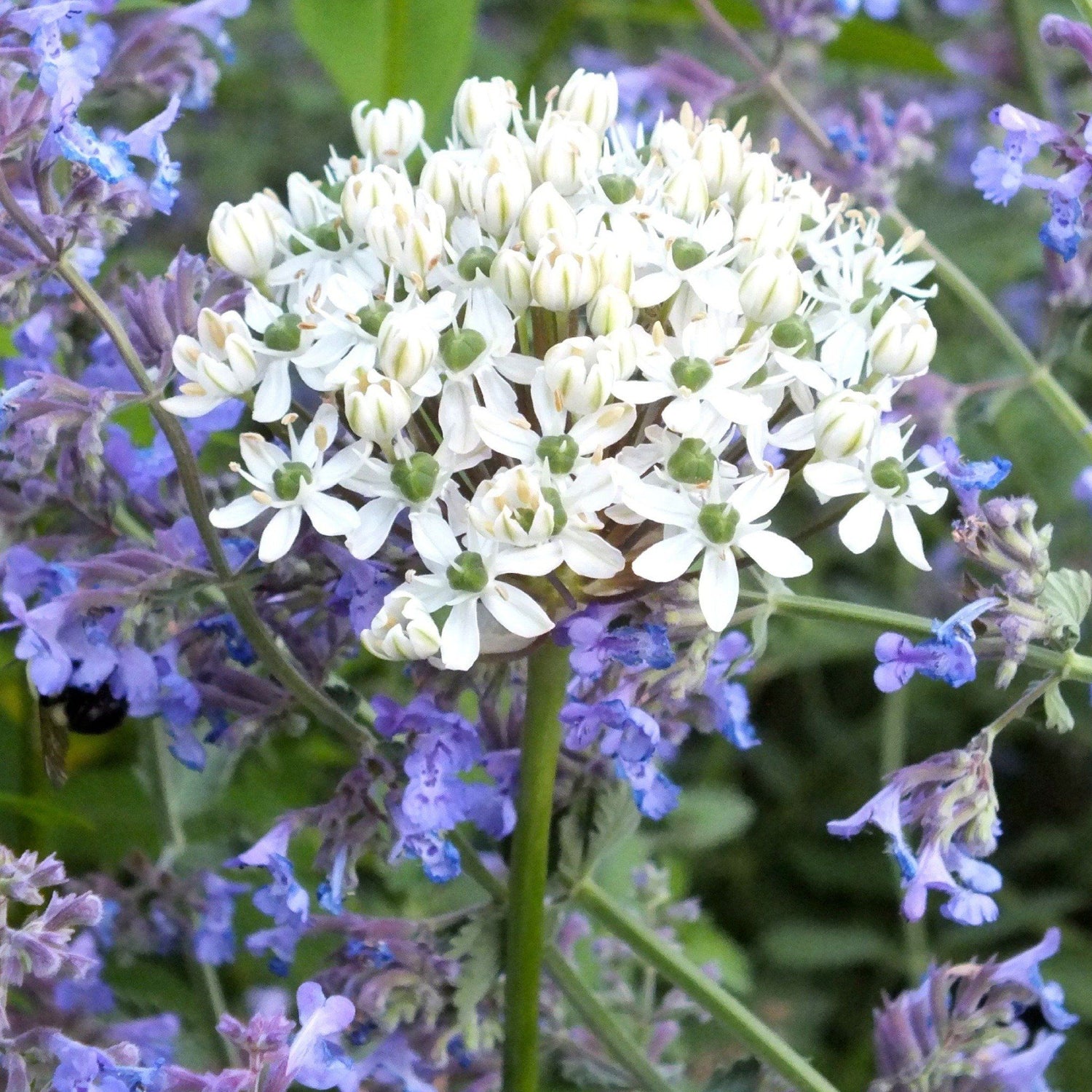 Allium nigrum vendor-unknown