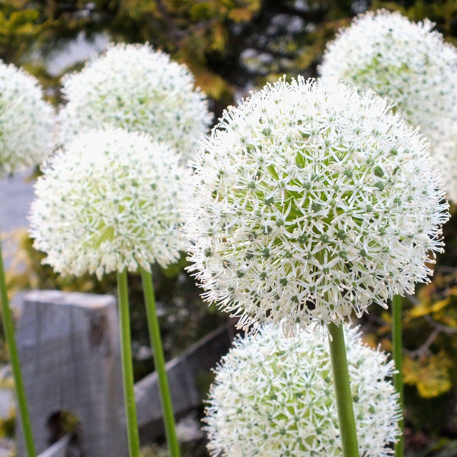 Allium stipitatum &quot;White Giant&quot; vendor-unknown