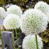 Allium stipitatum "White Giant" vendor-unknown