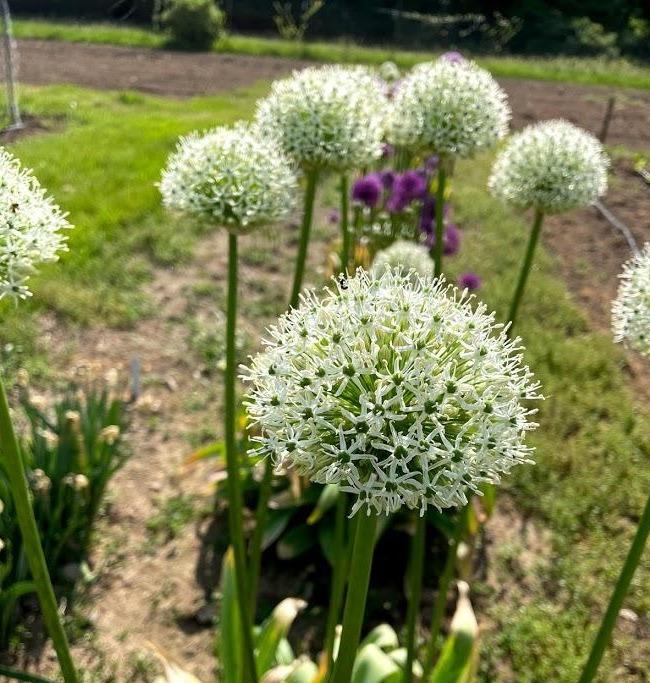 Allium stipitatum &quot;White Giant&quot; vendor-unknown