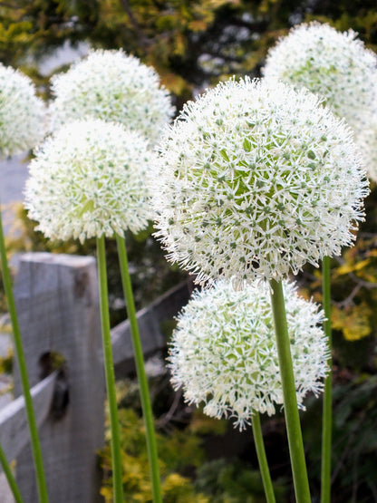 Allium stipitatum &quot;White Giant&quot; vendor-unknown