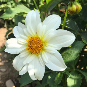 Anemone, Collarettes, and Other Types of Dahlias