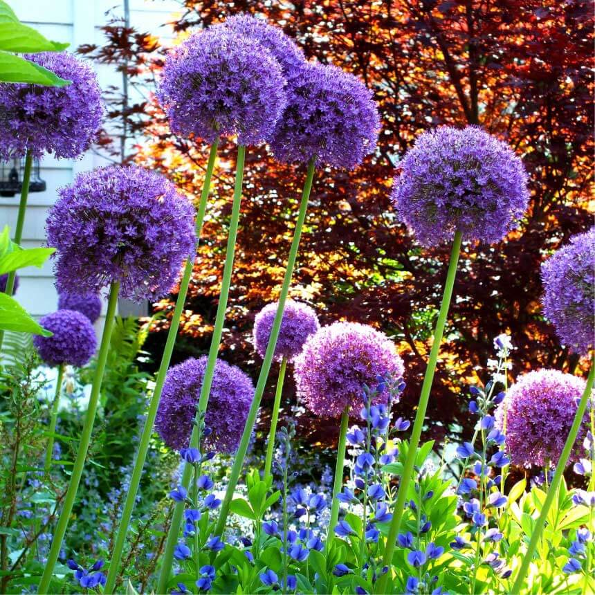 Allium &