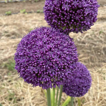 Allium &