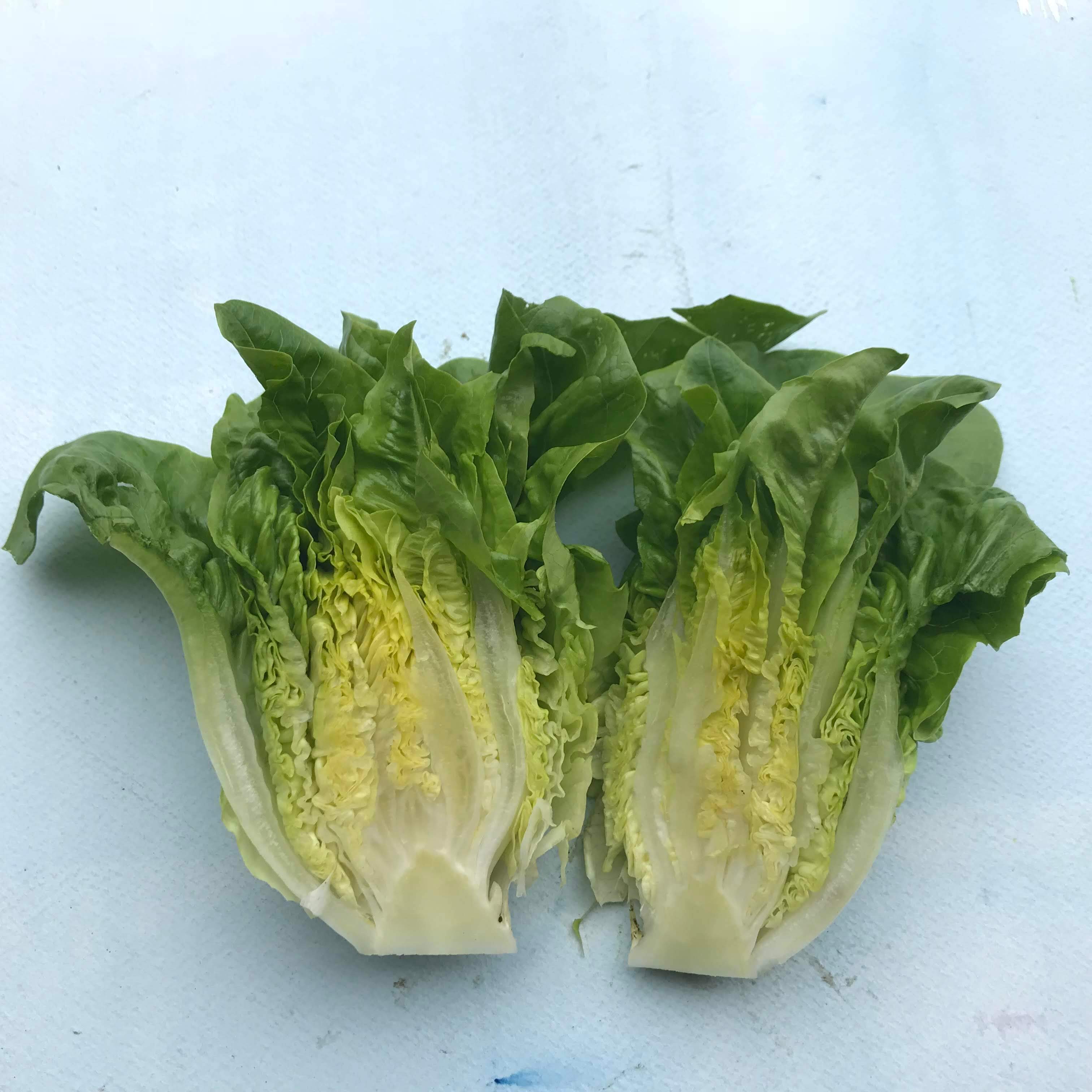 Amish Deer Tongue Lettuce vendor-unknown