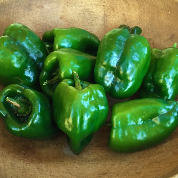 Ancho Poblano Pepper Organic Seeds Hudson Valley Seed Company