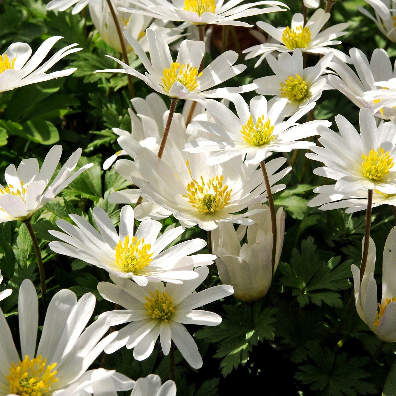 Anemone blanda &quot;White Splendor&quot; vendor-unknown