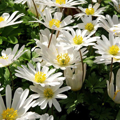 Anemone blanda &quot;White Splendor&quot; vendor-unknown