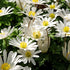 Anemone blanda "White Splendor" vendor-unknown