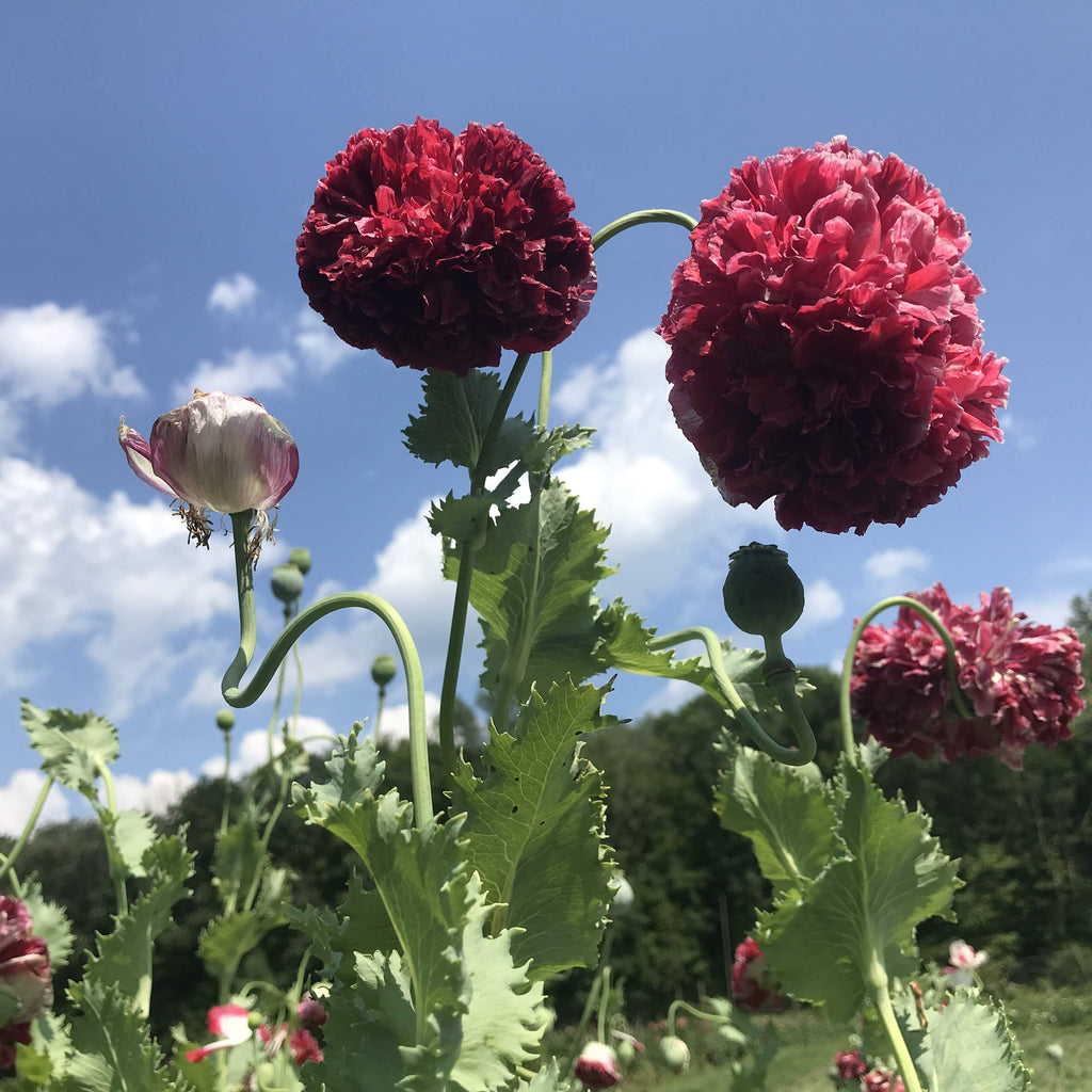 Antique Flemish Poppy Organic Seeds - 200 Seeds