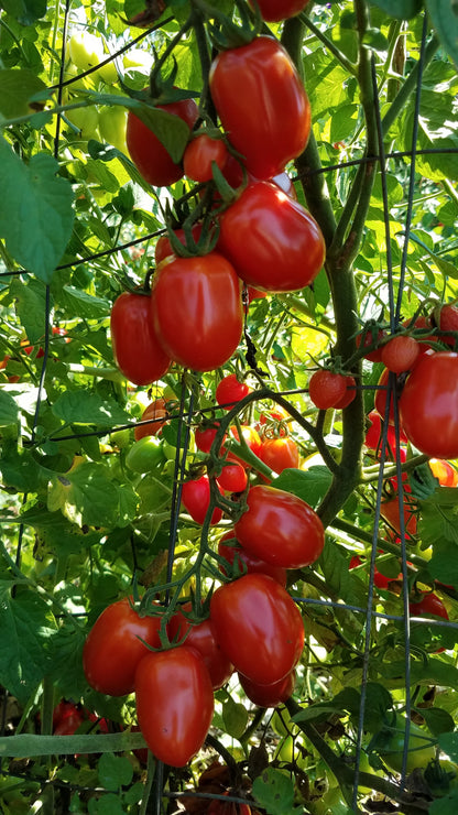 Aosta Valley Select Tomato