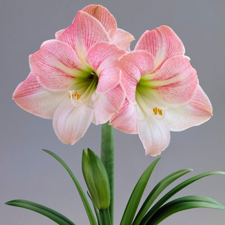 Dutch Amaryllis &